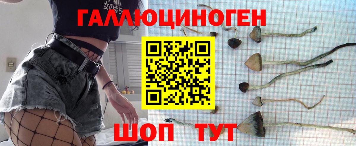 Галлюциногенные грибы Cubensis  Вход с VPN  Кулебаки 